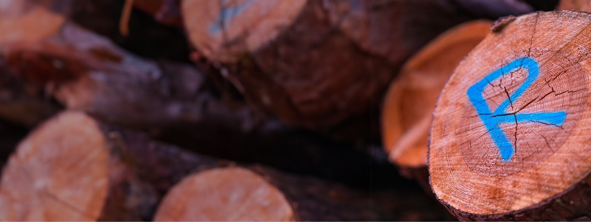 shutterstock_2033495426 copy 1